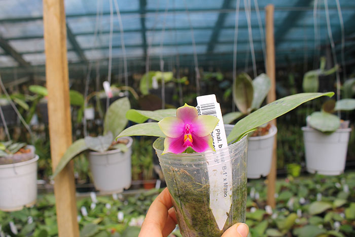 Phalaenopsis bellina 'B-1' x Mituo Princess 'B'.jpg