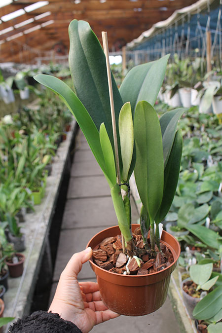 Rhyncholaeliocattleya Cornerstone.jpg