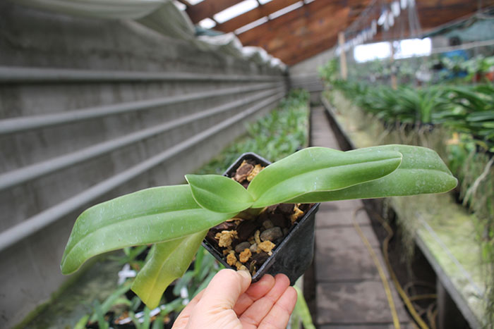 Paphiopedilum Xia Ya Swallow x sanderianum.jpg