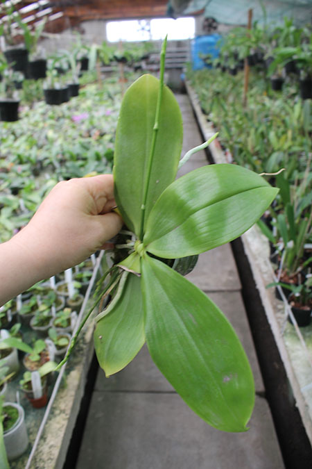 Phalaenopsis tetraspis 'Galaxy'.jpg
