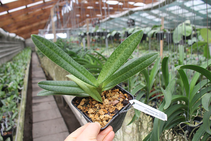 Paphiopedilum Gloria Naugle (rothschildianum x micranthum).jpg