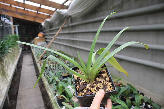 Paphiopedilum Lady Isabel x St Within.jpg