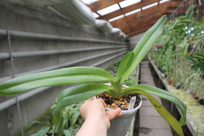Paphiopedilum Michael Koopowitz x sanderianum.jpg
