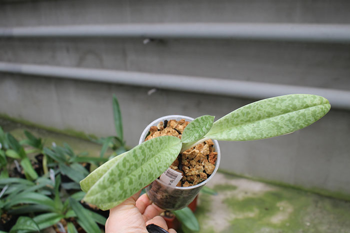Paphiopedilum venustum alba.jpg