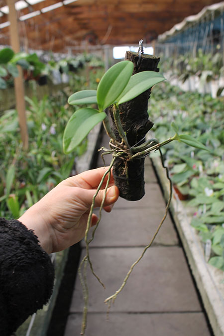 Cattleya Venosa (loddigesii x forbesii).jpg