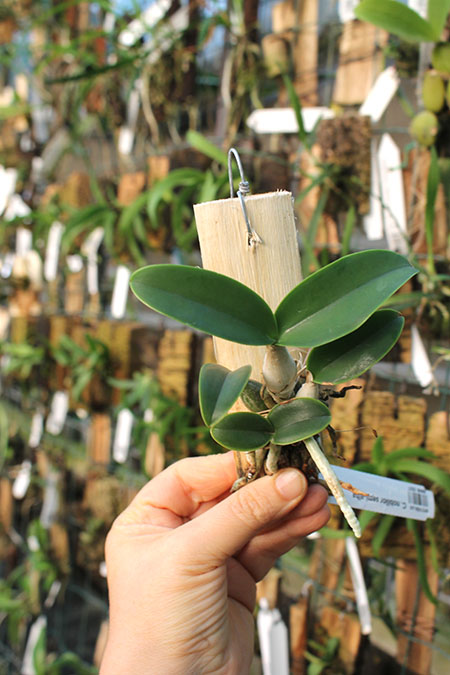 Cattleya nobilior semi-albа.jpg