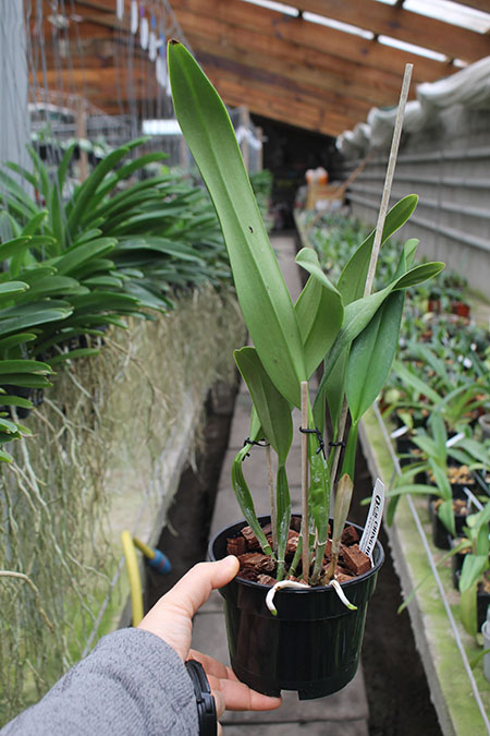 Laeliocattleya Canhamiana coerulea 'Azure Skies'.jpg