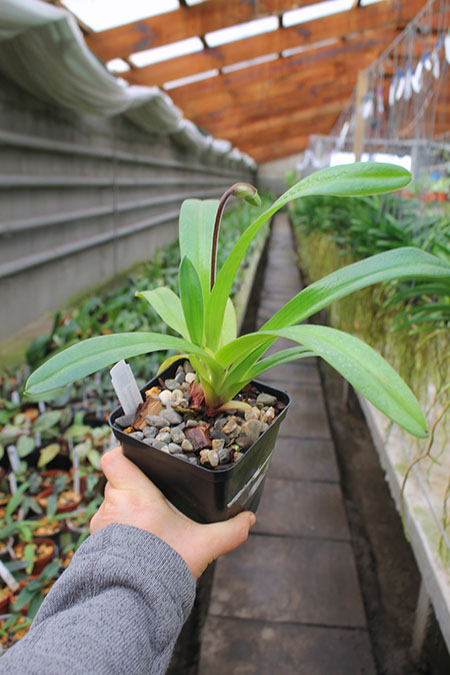 Paphiopedilum henryanum x glanduliferum.jpg