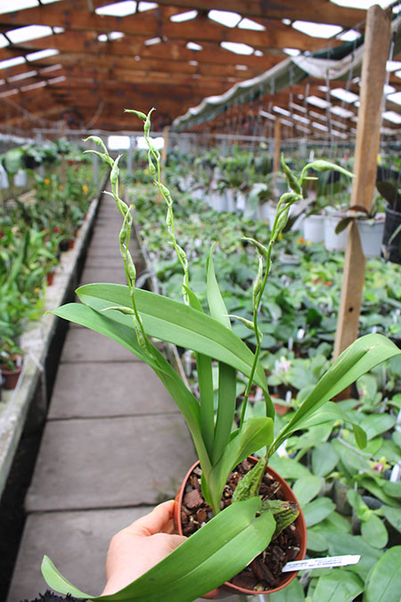 Odontoglossum naevium x andreettae.jpg