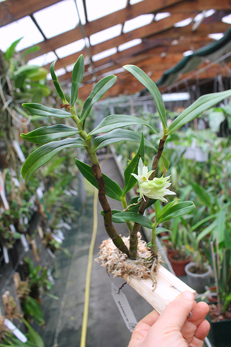 Dendrobium bracteosum alba.jpg