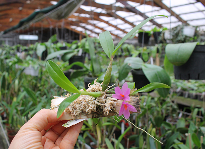 Dendrobium Hibiki (laevifolium x bracteosum).jpg