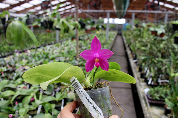 Phalaenopsis Mituo Purple Bear x LD's Bear King.jpg