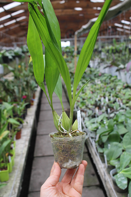 Coryanthes leucocorys.jpg