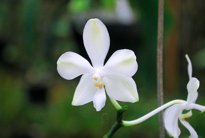 Phalaenopsis Rainbow Falconer x celebensis.jpg