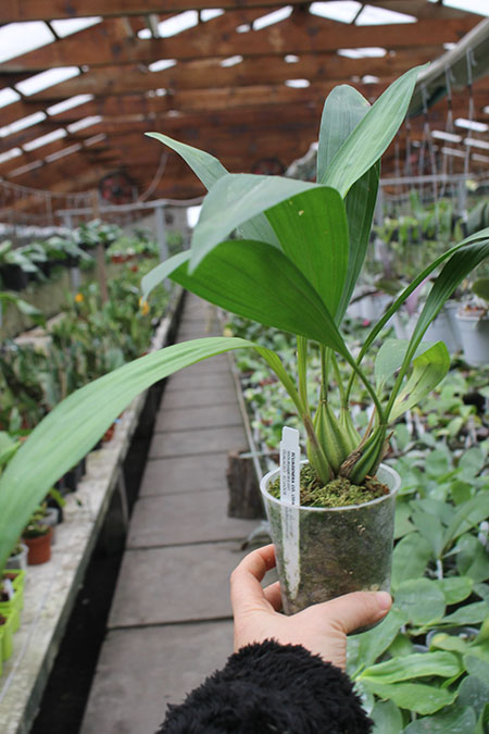 Coryanthes bergoldii.jpg