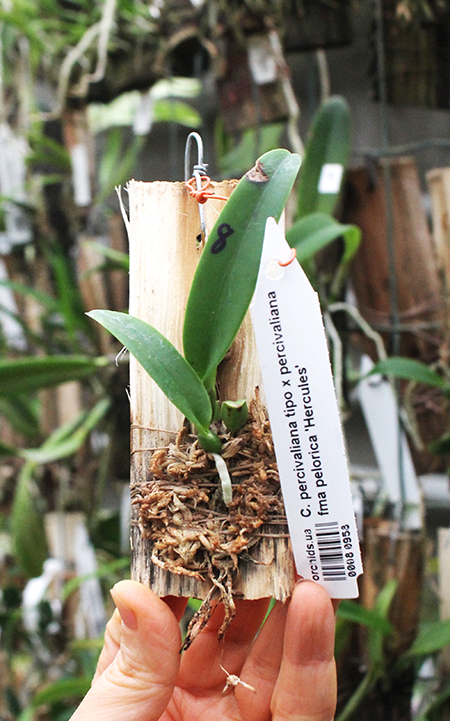 Cattleya percivaliana tipo x percivaliana fma pelorica 'Hercules'.jpg