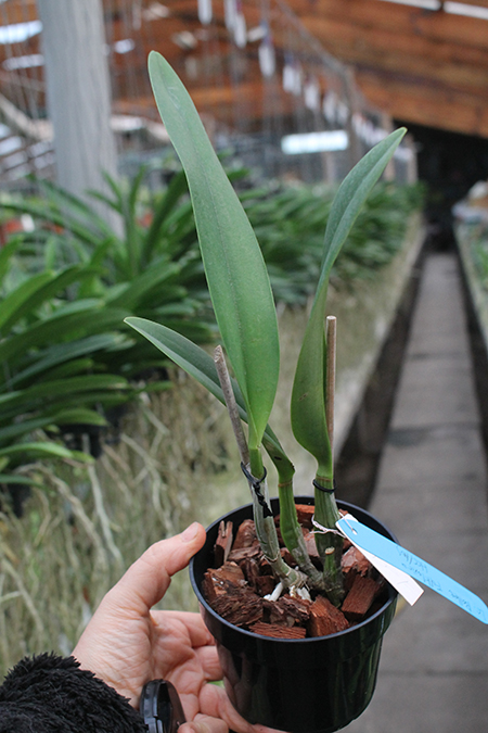 Laeliocattleya Ballet Folklorico 'Eloquence'.jpg