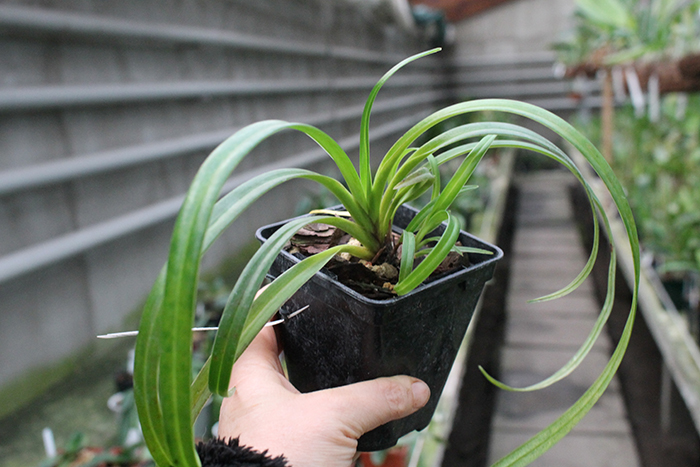 Phragmipedium Memoria Garren Weaver.jpg