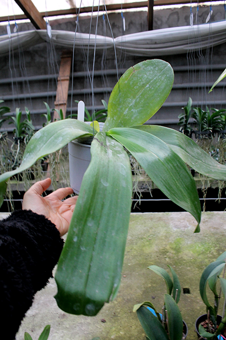 Phalaenopsis David Lim.jpg