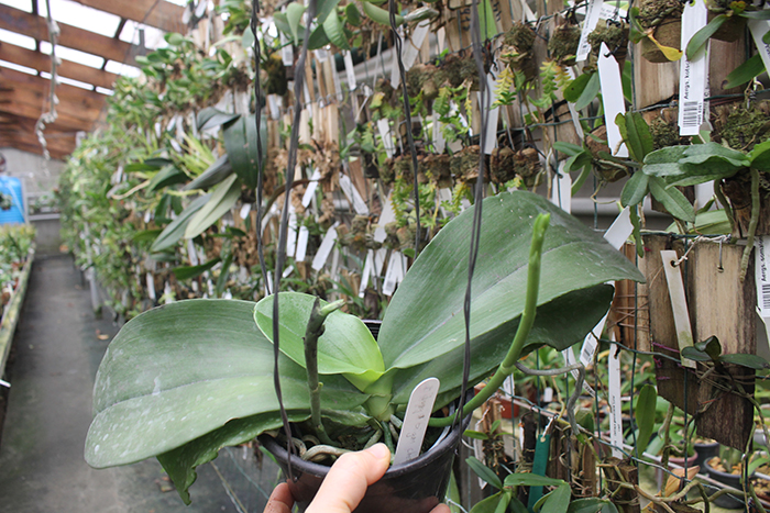 Phalaenopsis Jong's Gigan Cherry 'Yaphon'.jpg