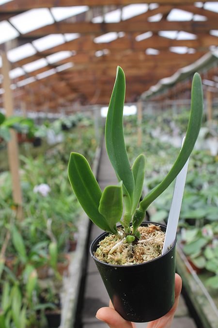 Cattleya x Hardyana coerulea 'Natural World'.jpg