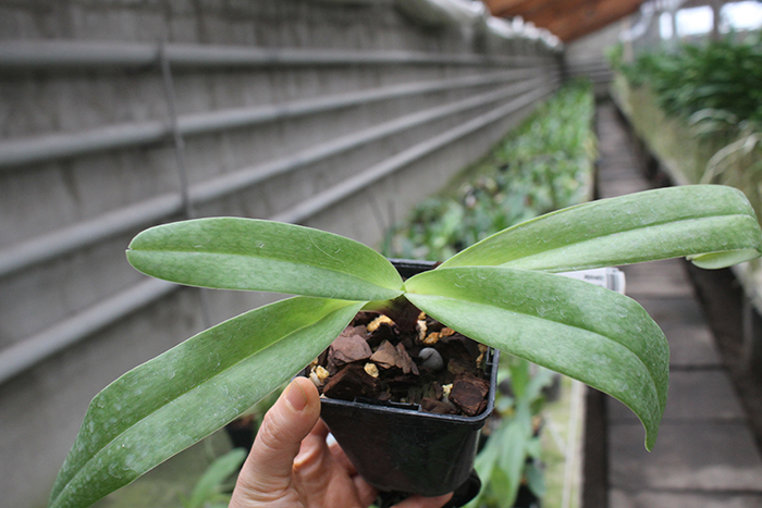Paphiopedilum wenshanense x Lippewunder.jpg