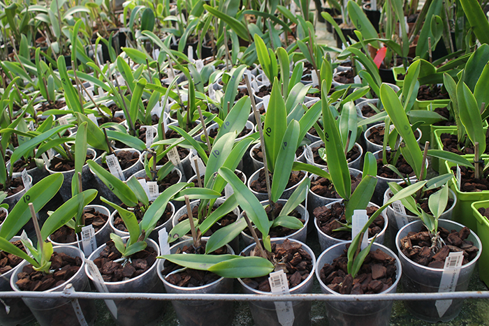 Cattleya dowiana (Hui Yun).jpg