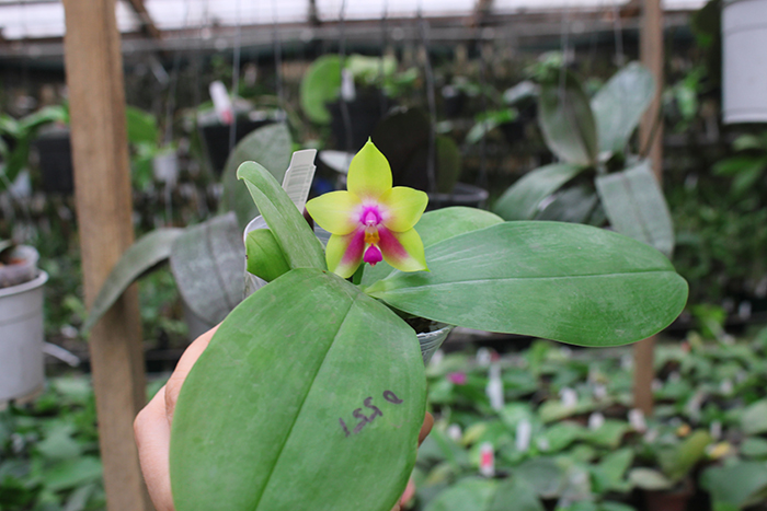 Phalaenopsis bellina 'B-1' x Mituo Princess 'B'.jpg