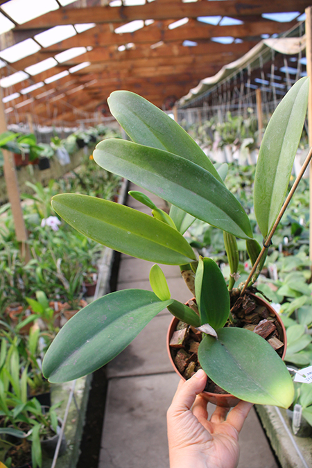 Cattleya labiata alba 'Otima' XXX x Cattleya labiata roxo bispo 'Urbano'.jpg