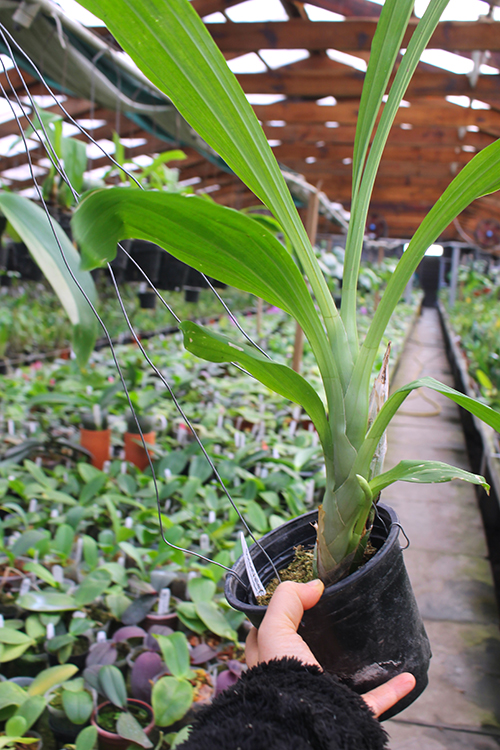 Catasetum Portagee Star 'Brian Lawson's Sunrise' x Catasetum lucis 'Dana's Bird of Paradise'.jpg