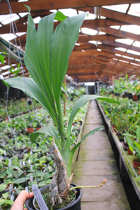 Fredclarkeara (Mormodia Painted Desert 'SVO' x Catasetum Alexa 'Good One').jpg