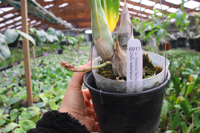 Clowesia Rebecca Northen 'Grapefruit Pink' x Catasetum kleberianum 'SVO'.jpg