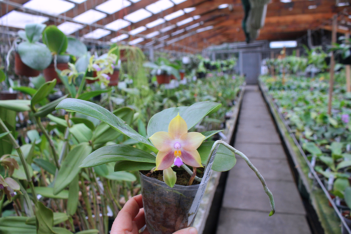 Phalaenopsis Mituo Prince 'Bb' x Mituo Reflex 'Dragon'.jpg