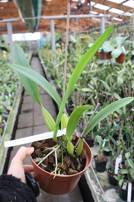 Schomburgkia superbiens tipo x superbiens alba.jpg