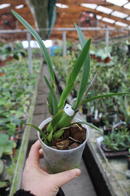 Schomburgkia superbiens alba x SELF.jpg