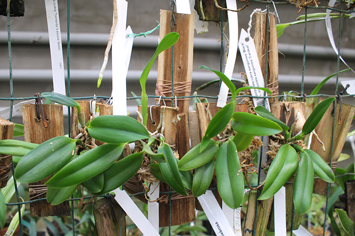 Laelia praestans (escura 'Safira' x 'California Star').jpg