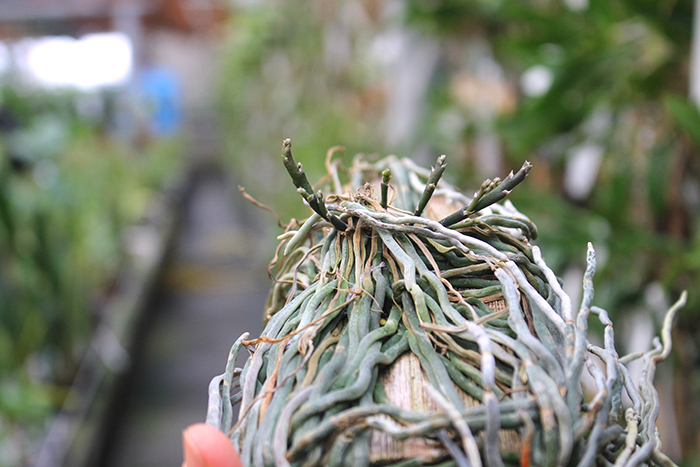 Chiloschista viridiflava.jpg