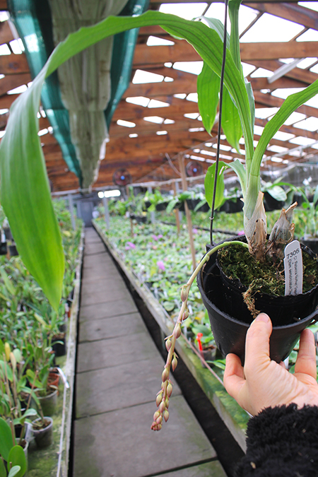 Clowesia Rebecca Northen 'Grapefruit Pink' x Catasetum semicirculatum 'The Best One'.jpg