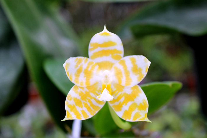 Phalaenopsis KS Super Zebra 'Golden Zebra'.jpg