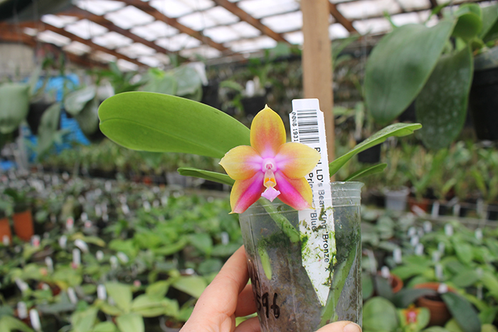 Phalaenopsis LD's Bear King 'Bronze' x Mituo Princess 'Blue'.jpg