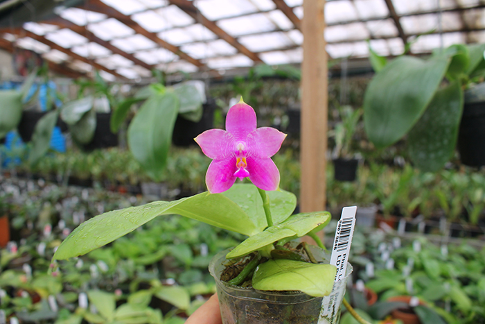 Phalaenopsis Ld's Bear King 'Blue Lip' x LD Purple Bear.jpg