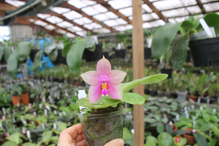 Phalaenopsis Ld's Bear King 'Blue Lip' x LD Purple Bear.jpg