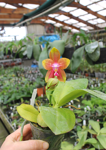 Phalaenopsis Ld's Bear King 'Snake Eye'.jpg