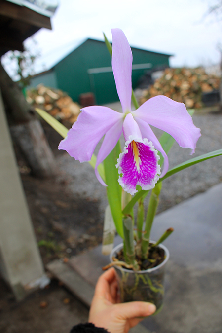 Cattleya maxima alba x semi-alba.jpg