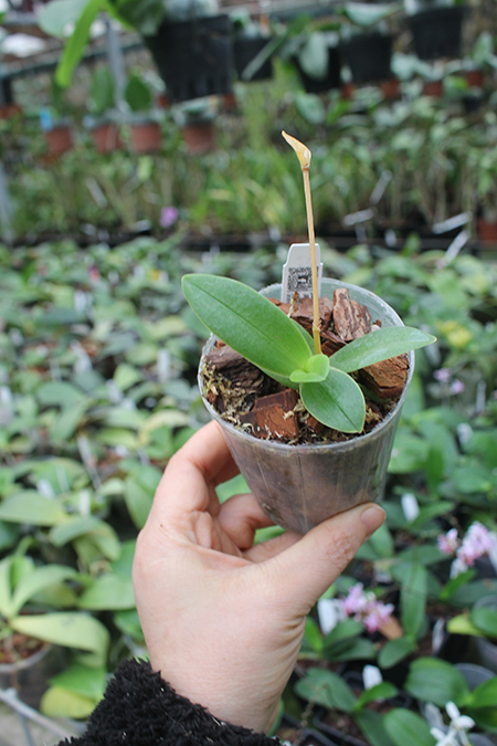 Phalaenopsis equestris var leacopsis 'Anne'.jpg