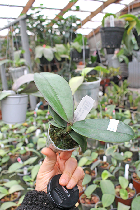 Phalaenopsis Summer Breath '401'.jpg