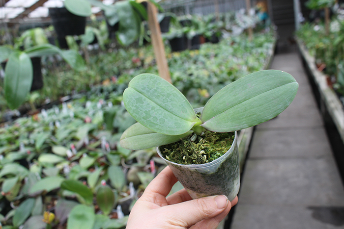 Phalaenopsis FANGtastic Green Envy.jpg