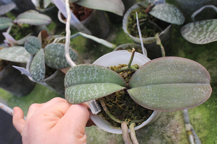 Phalaenopsis stuartiana x schilleriana 'Joseph Wu'.jpg