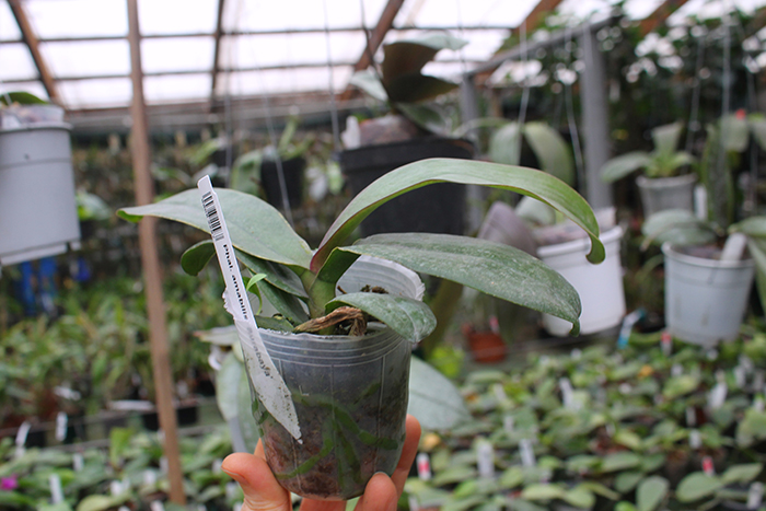 Phalaenopsis amabilis 'Surabaya'.jpg