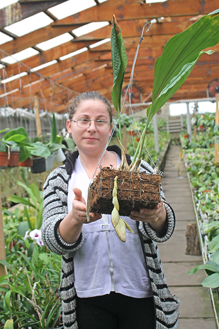 Stanhopea platyceras.jpg